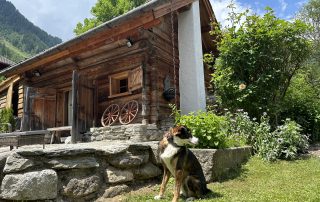 Urlaub mit Hund in Kärnten